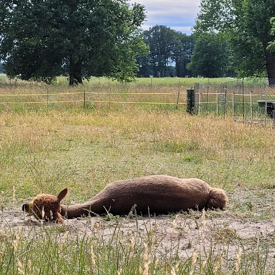 Apartmán Maerchenhaft Urlauben Auf Dem Alpakahof Rambow Exteriér fotografie